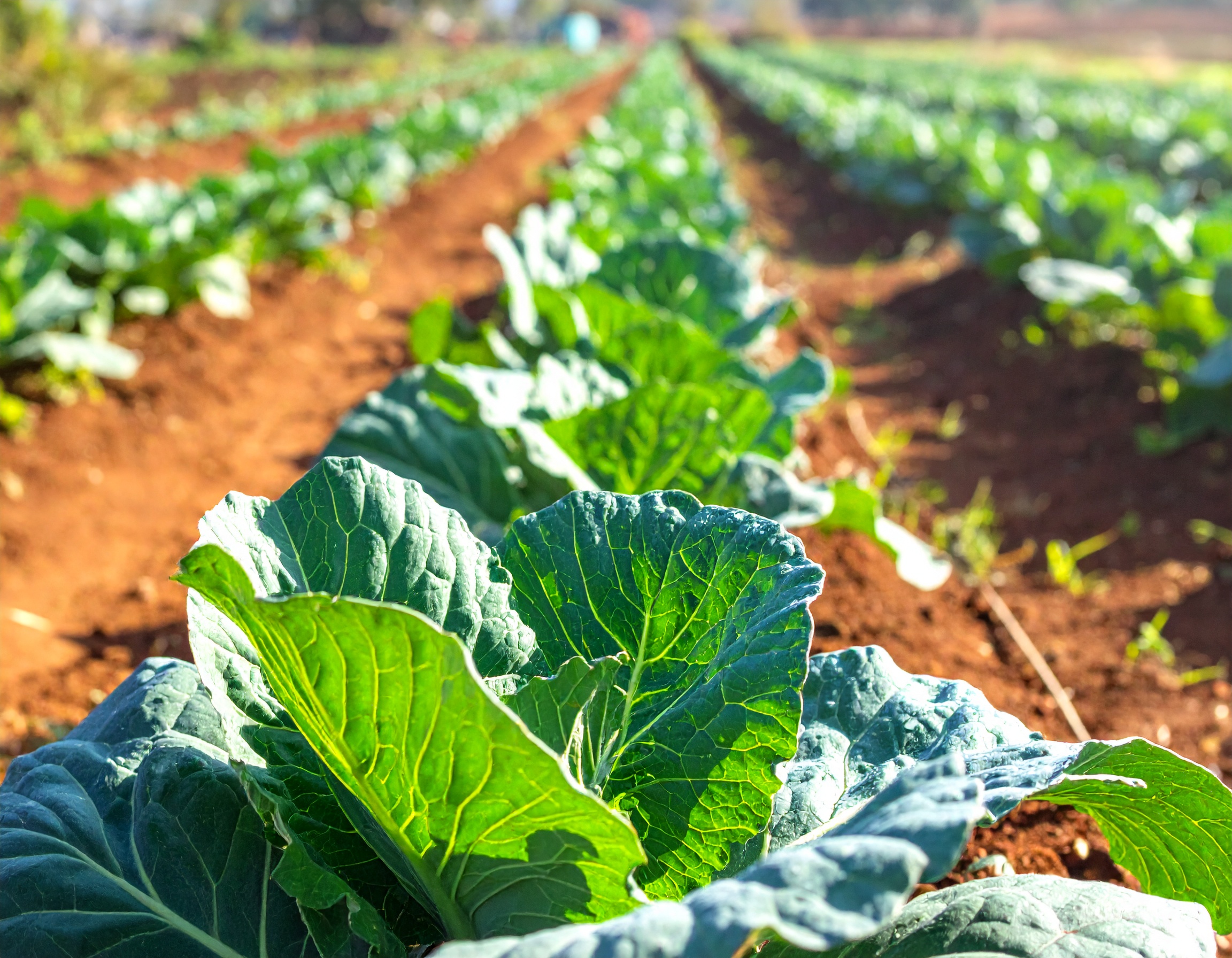 Sukuma Wiki